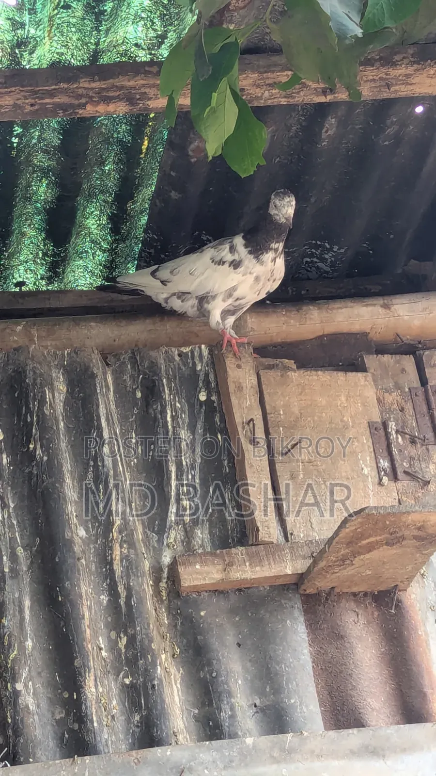Male Pigeon