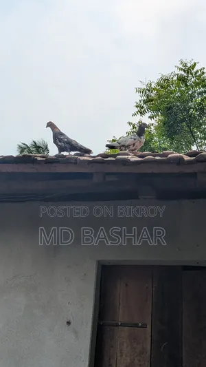 Male Pigeon