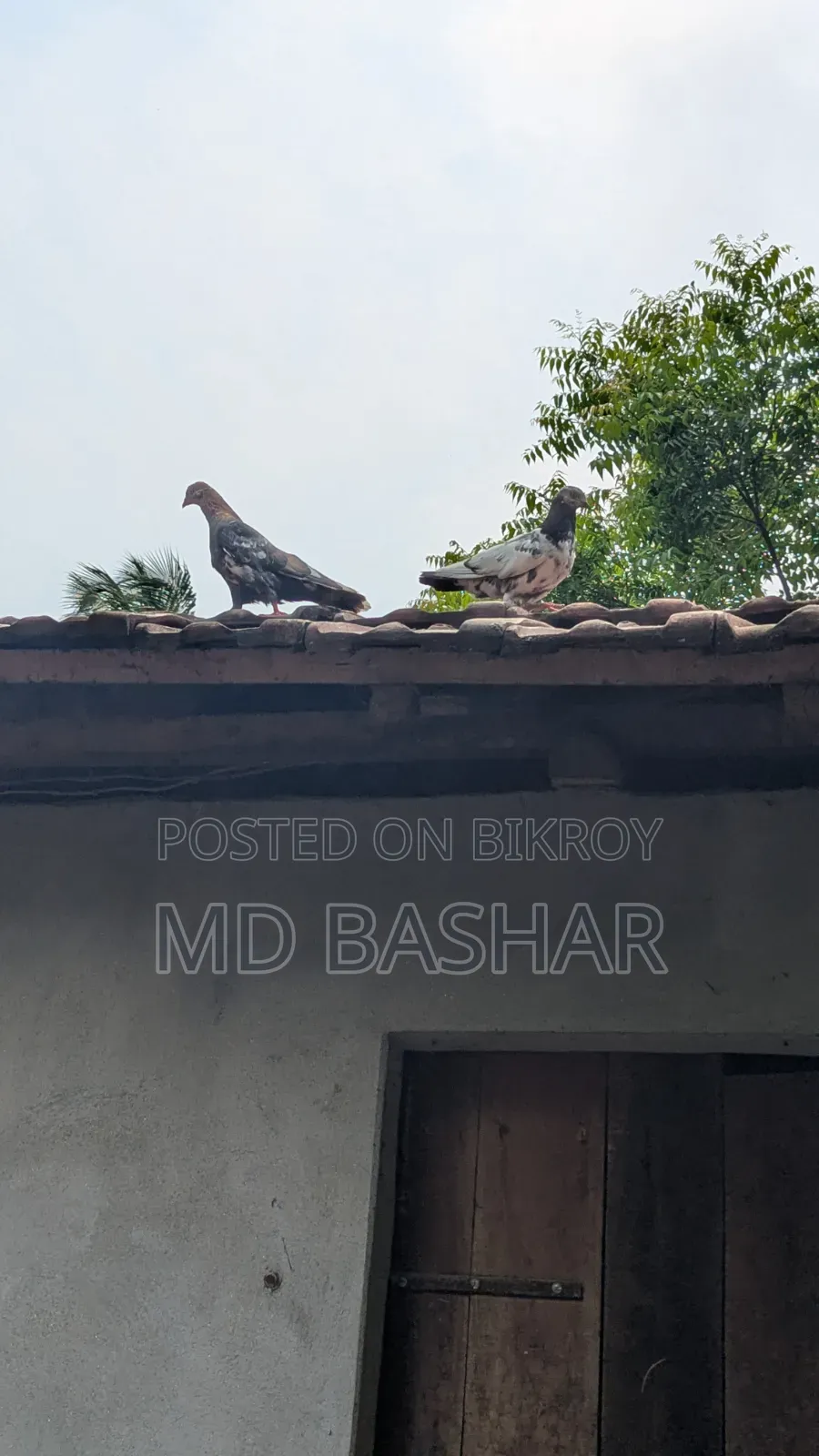 Male Pigeon