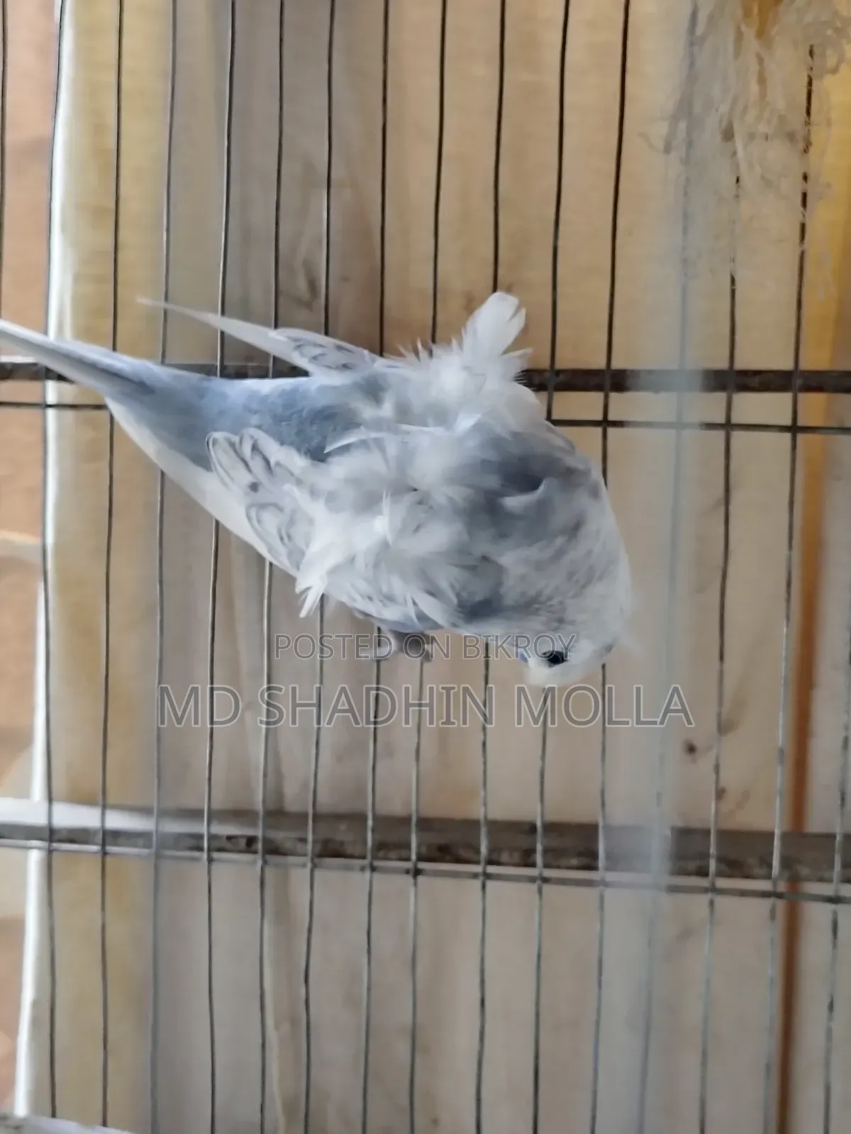 Jp Bidding Male Finch bird, can exchange with a pair