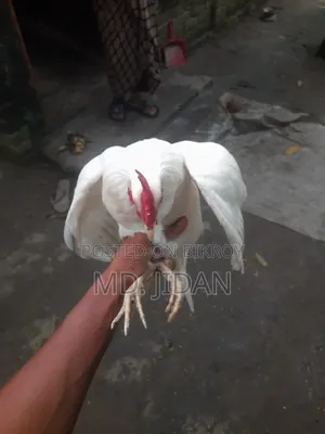 দেশি মুরগি
