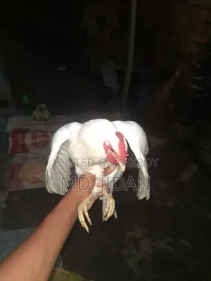 দেশি মুরগি