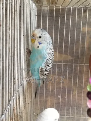 Budgerigar Bird