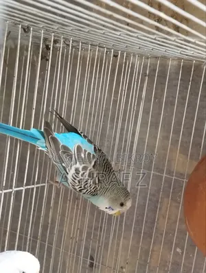 Budgerigar Bird