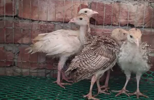 A pair of turkey chicks