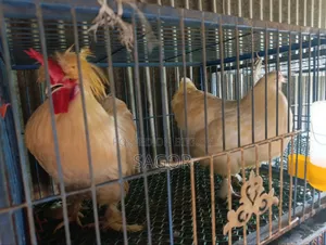 Some roosters and hens for sale