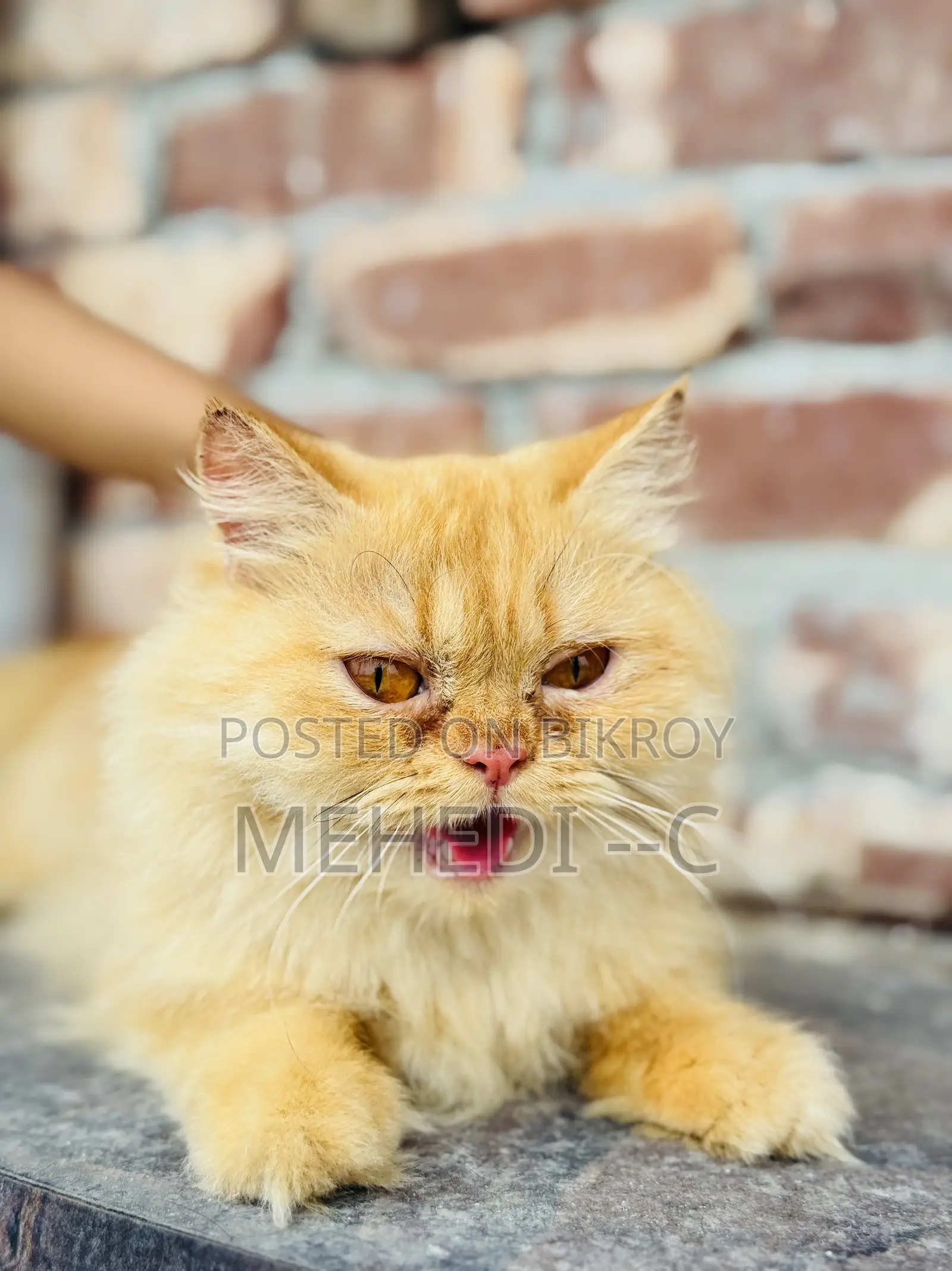 1+ Year Female Purebred Persian