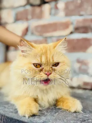 1+ Year Female Purebred Persian