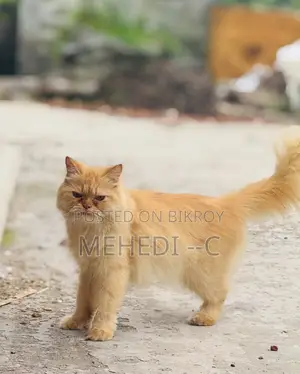 1+ Year Female Purebred Persian