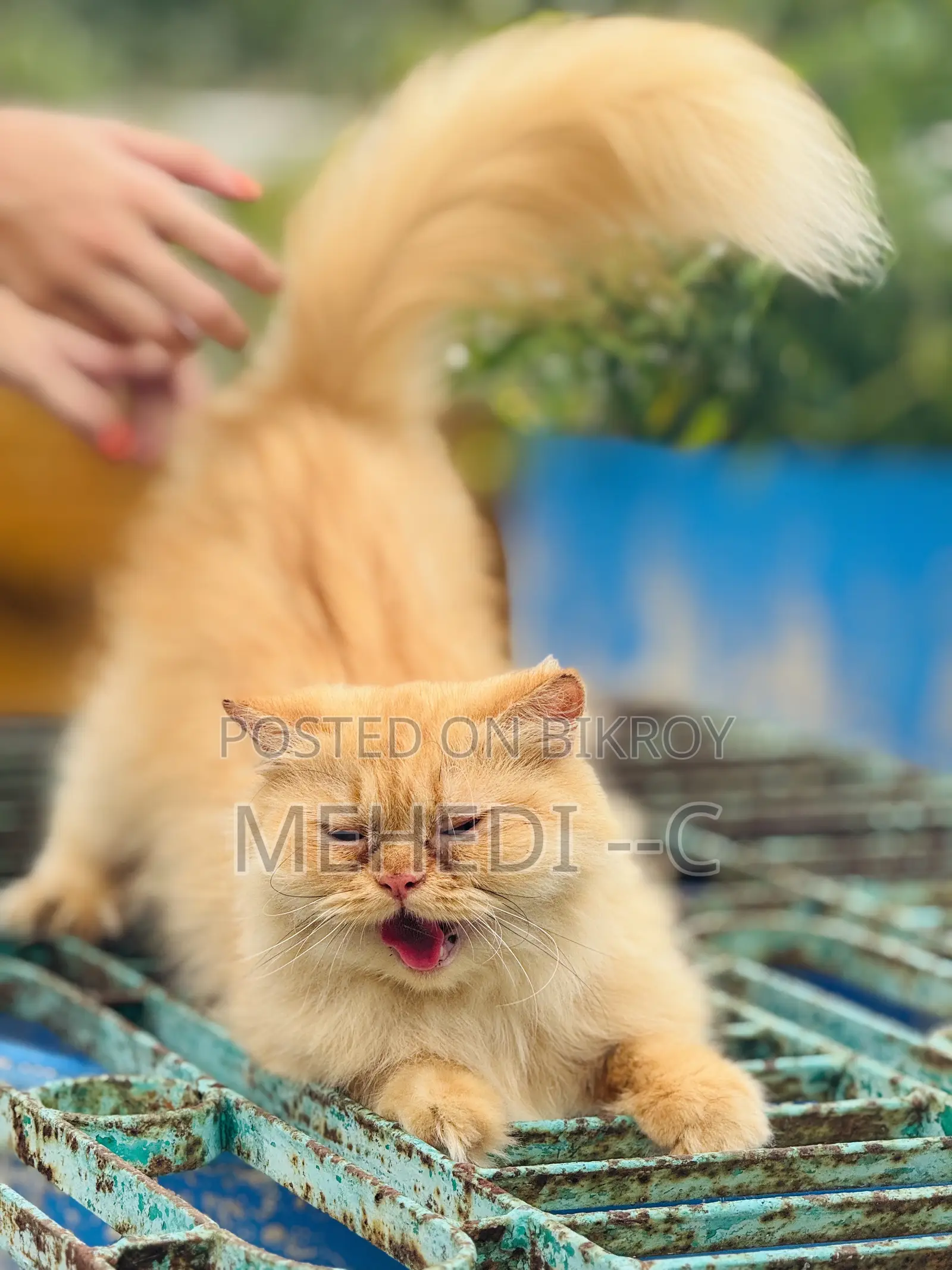 1+ Year Female Purebred Persian