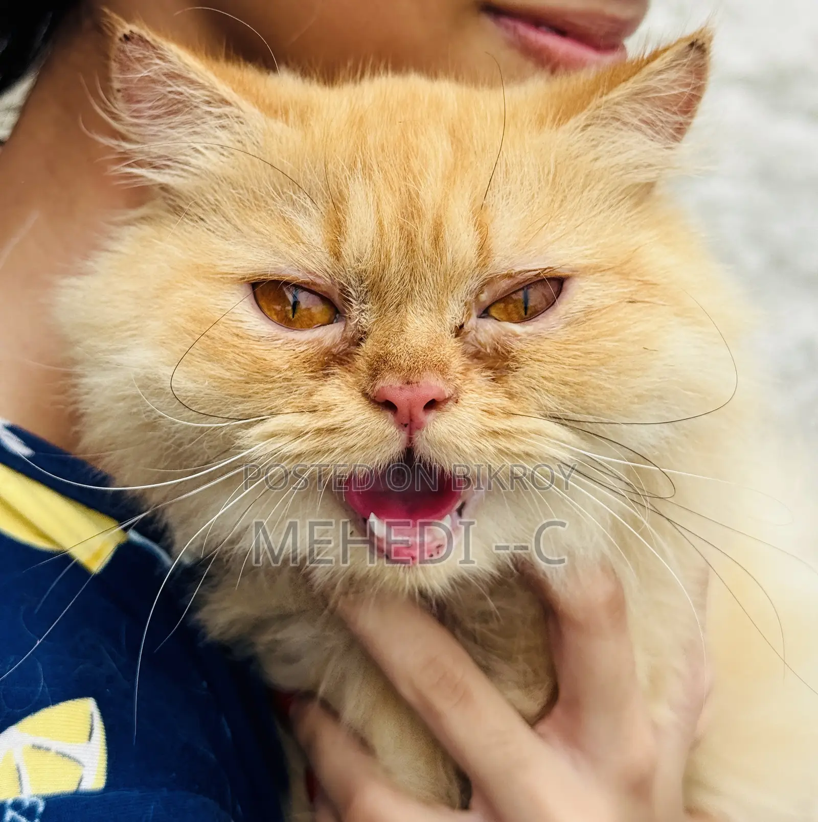 1+ Year Female Purebred Persian