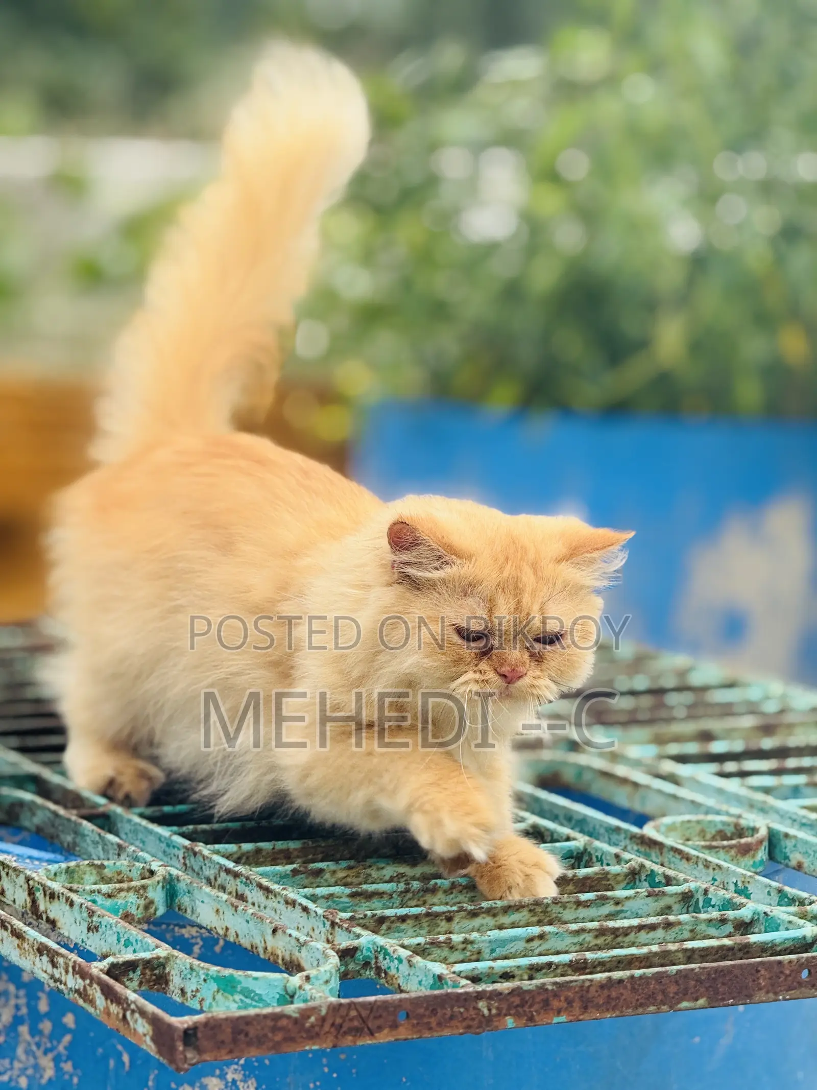 1+ Year Female Purebred Persian
