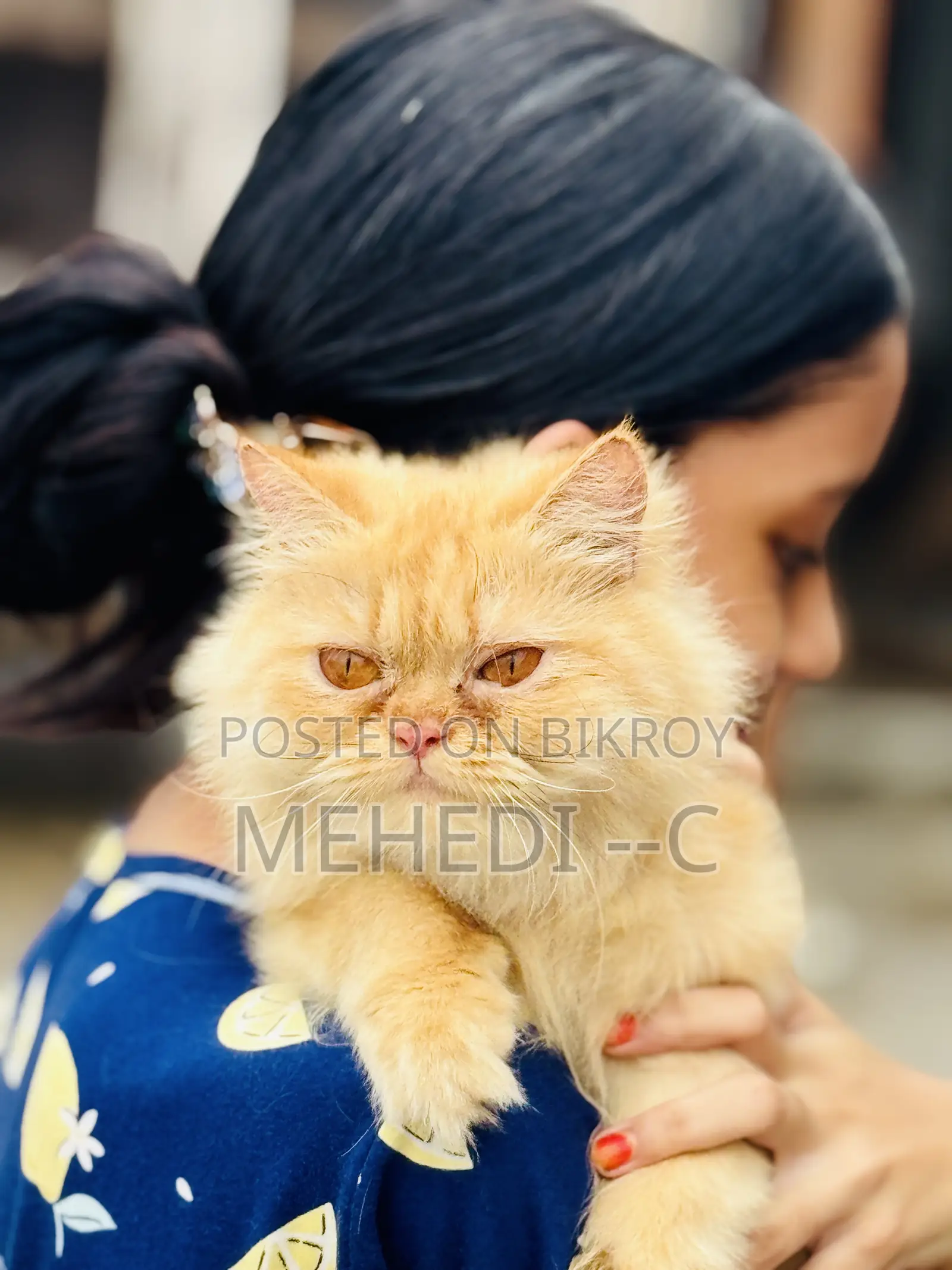 1+ Year Female Purebred Persian