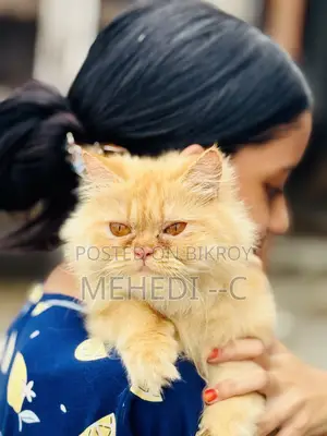 1+ Year Female Purebred Persian