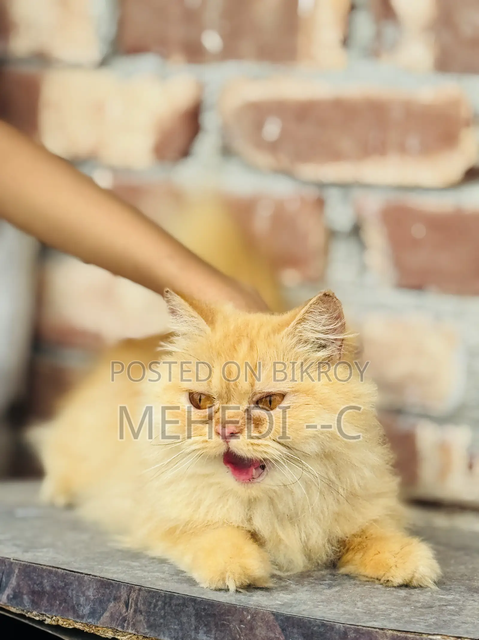 1+ Year Female Purebred Persian