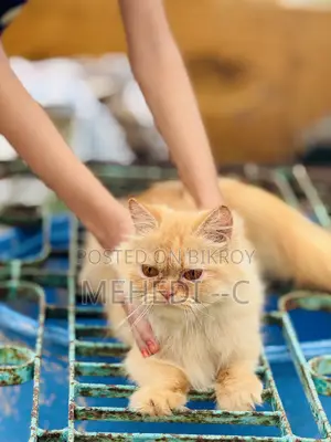 1+ Year Female Purebred Persian