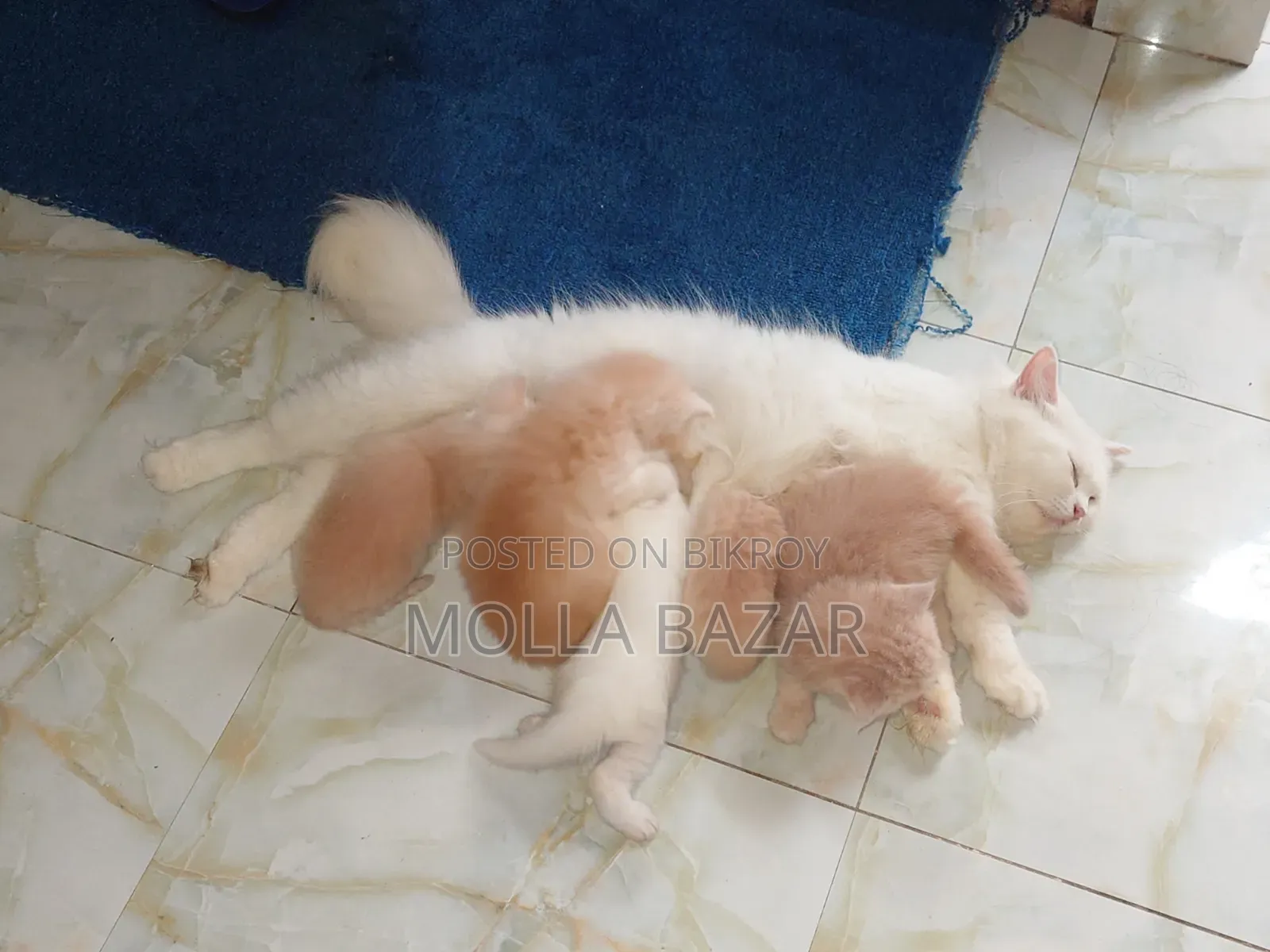 1-3 Months Female Purebred Persian