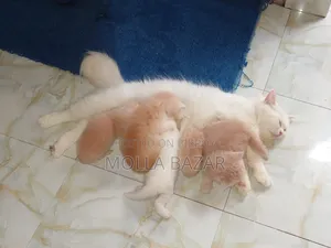 1-3 Months Female Purebred Persian