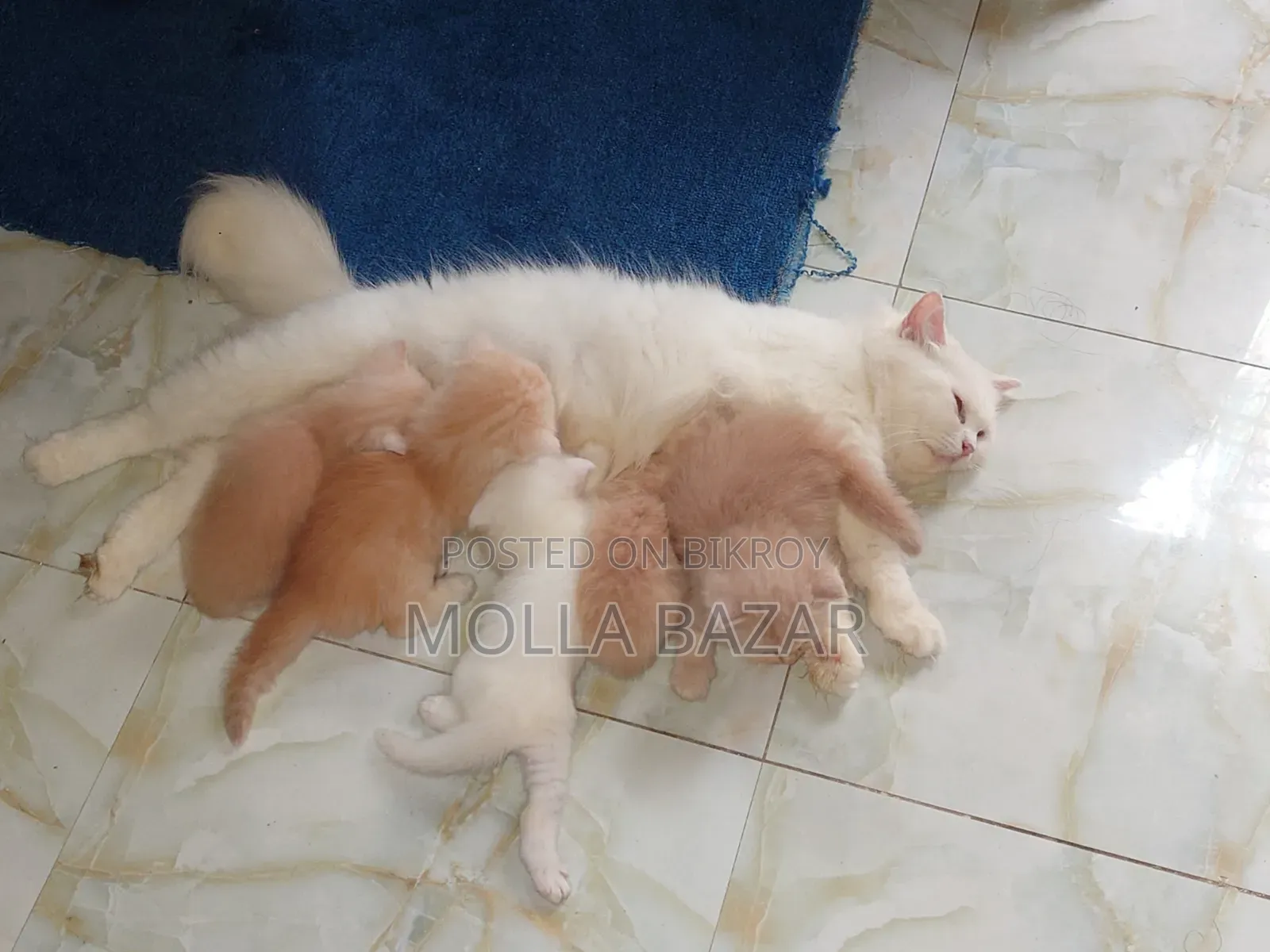 1-3 Months Female Purebred Persian