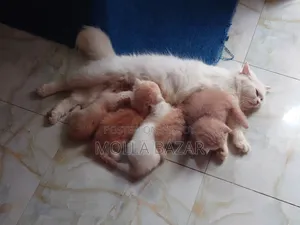 1-3 Months Female Purebred Persian