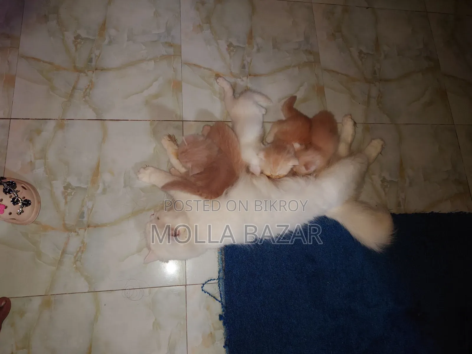1-3 Months Female Purebred Persian