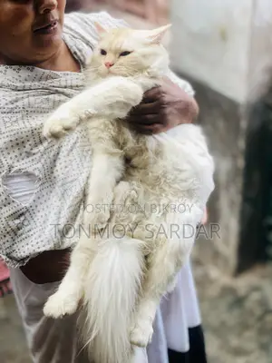 3-6 Months Male Purebred Persian