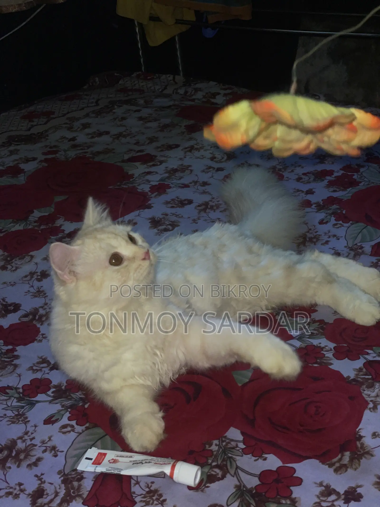 3-6 Months Male Purebred Persian