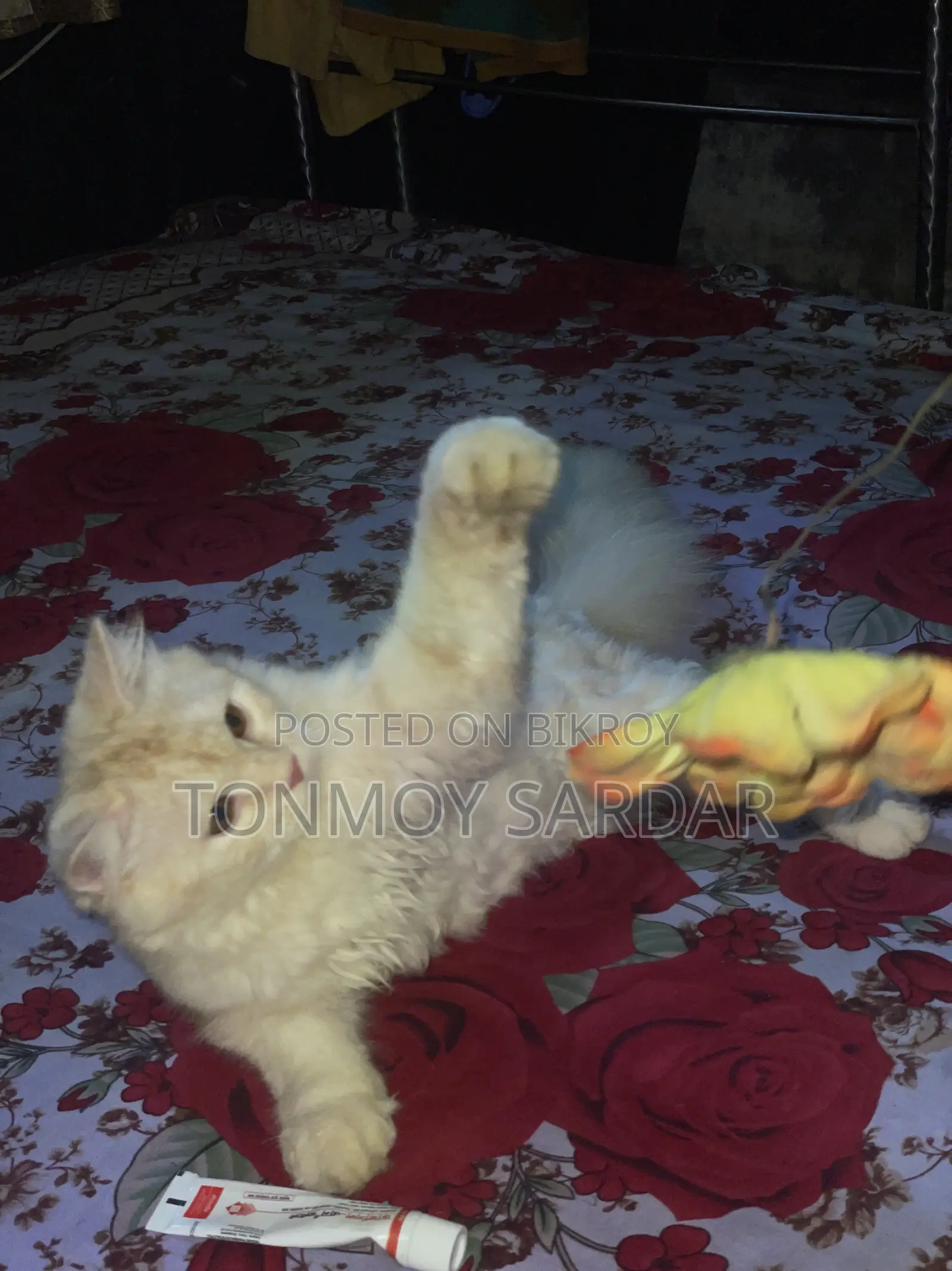 3-6 Months Male Purebred Persian