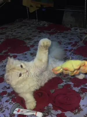 3-6 Months Male Purebred Persian
