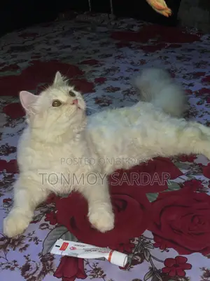 3-6 Months Male Purebred Persian