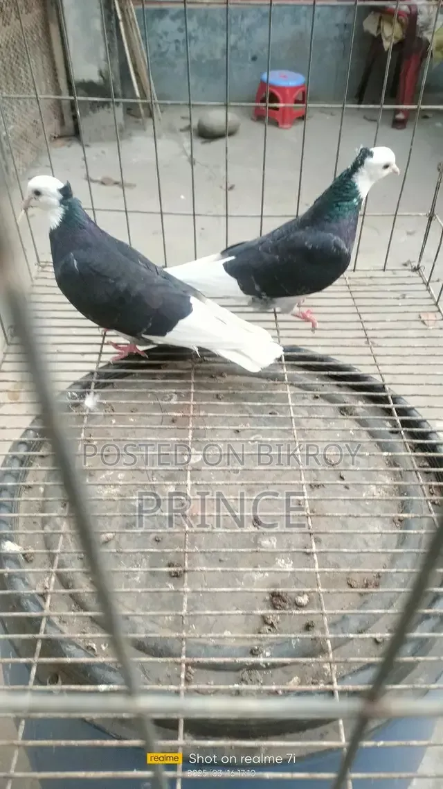Local Pigeons