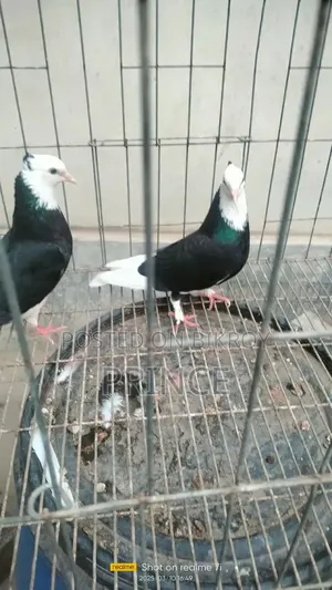 Local Pigeons