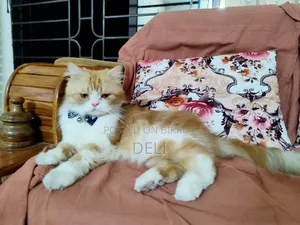 1+ Year Male Purebred Persian Cat