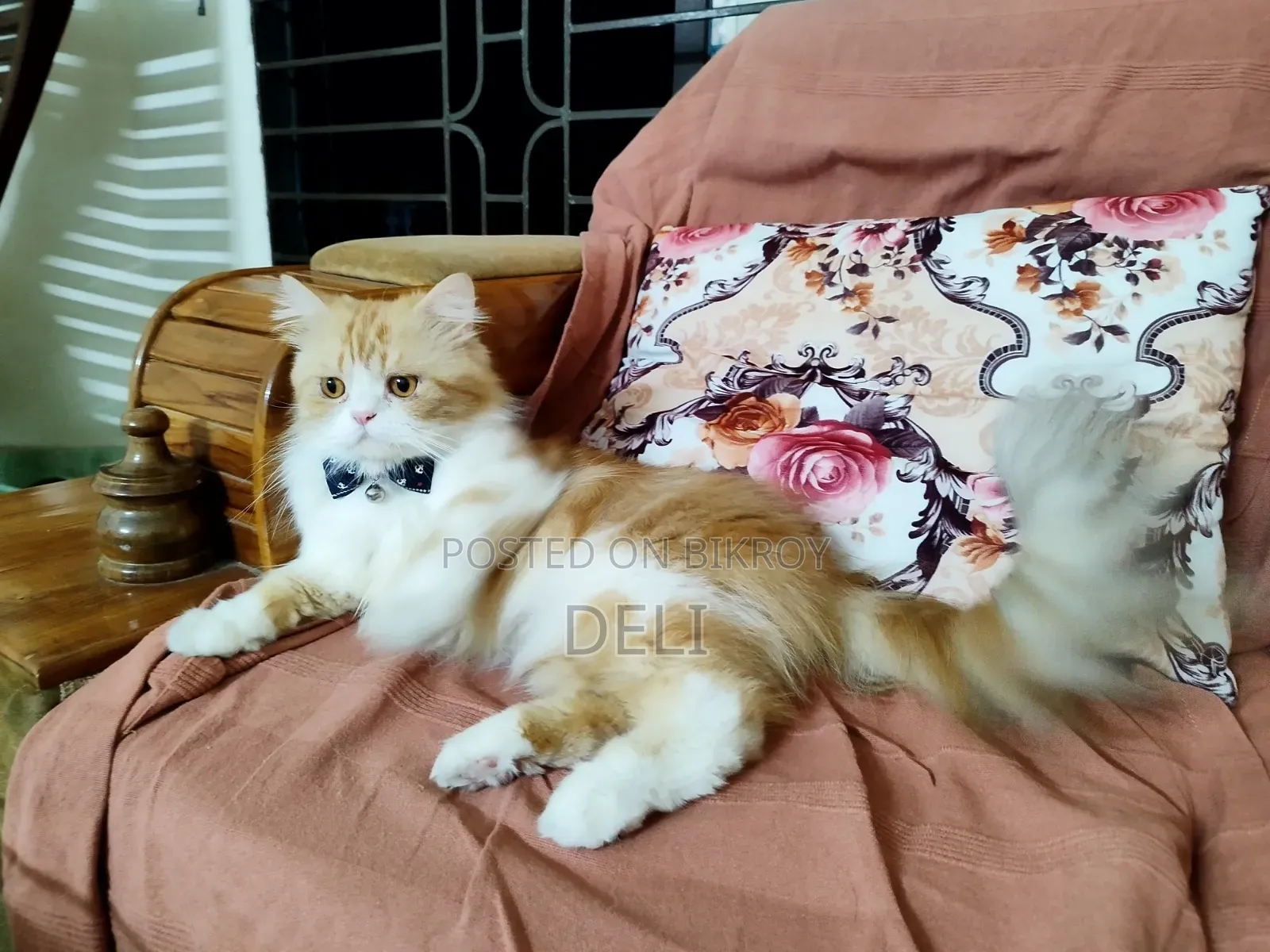 1+ Year Male Purebred Persian Cat