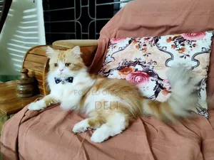 1+ Year Male Purebred Persian Cat