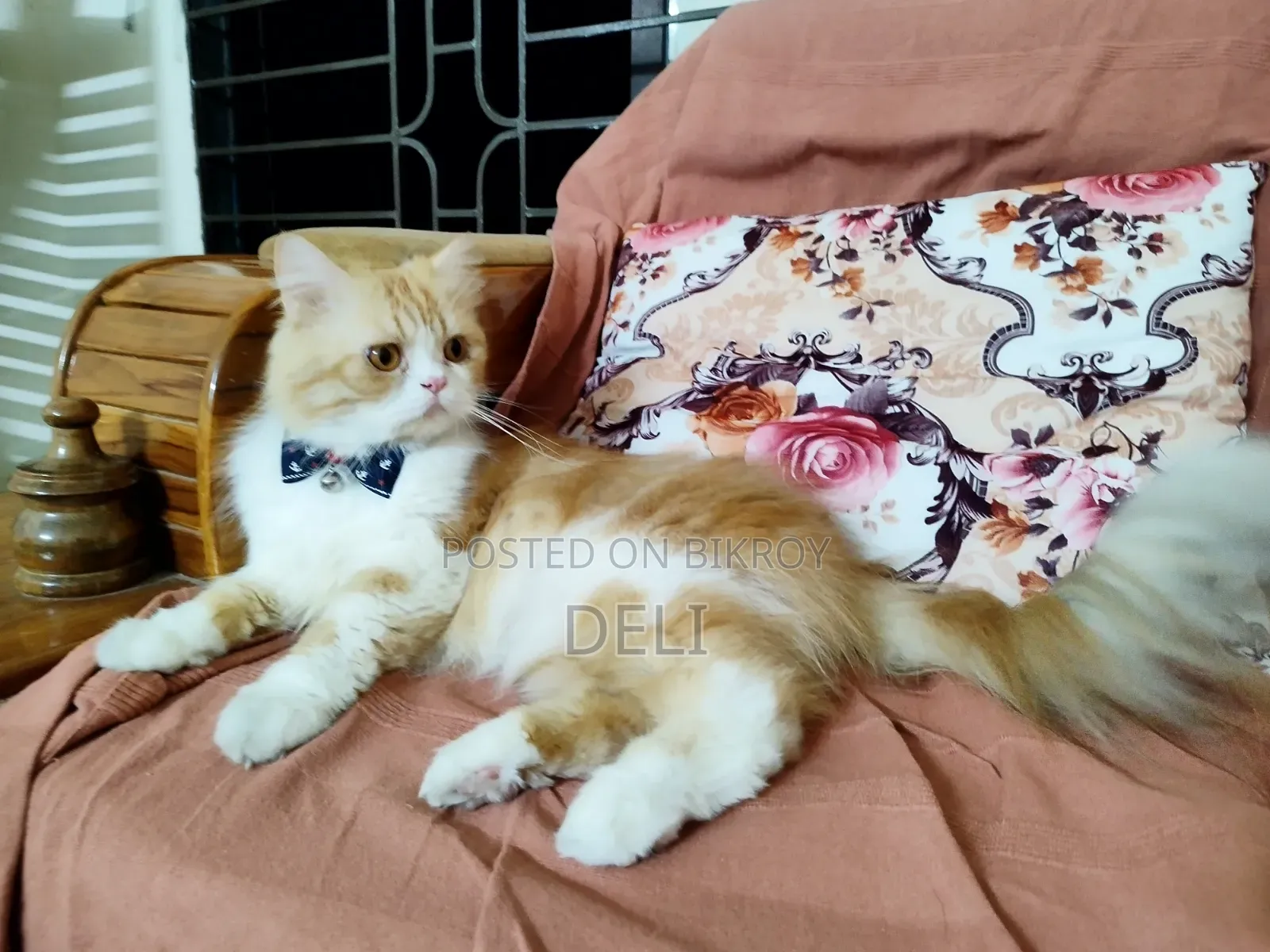 1+ Year Male Purebred Persian Cat