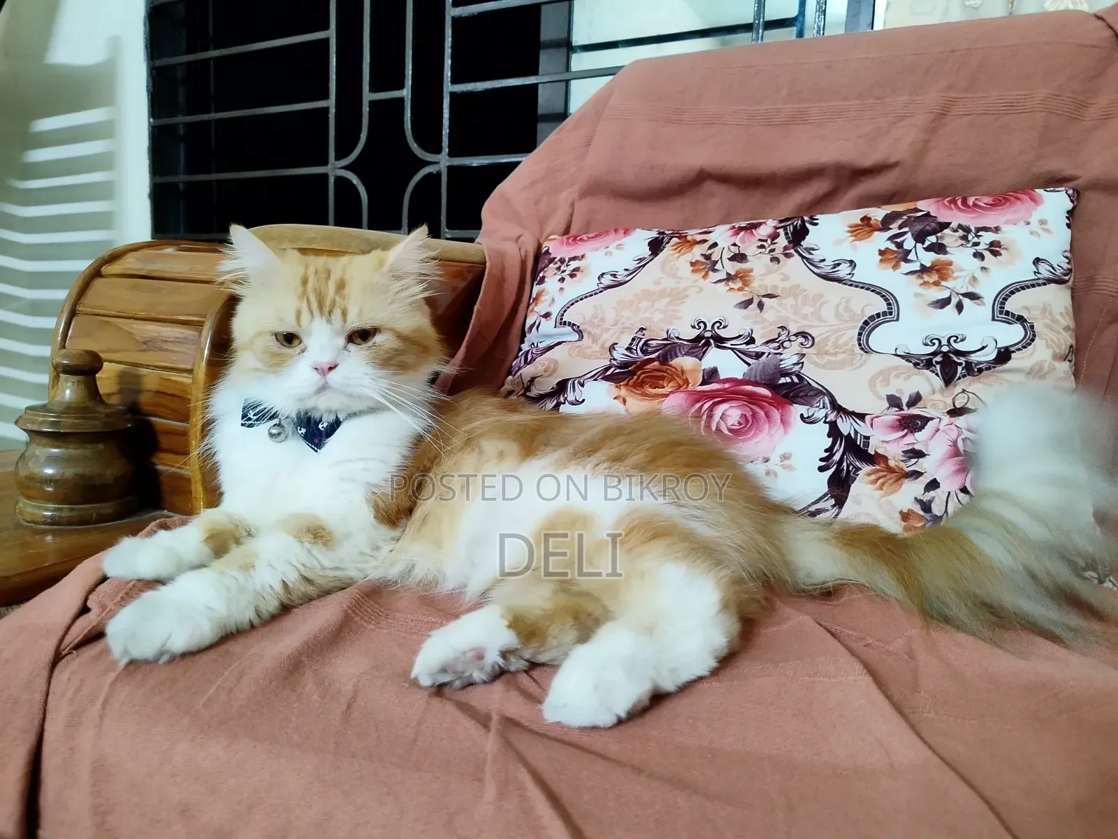 1+ Year Male Purebred Persian Cat