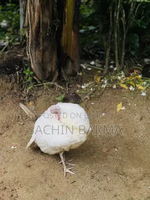 টার্কি মোরগী Male Female