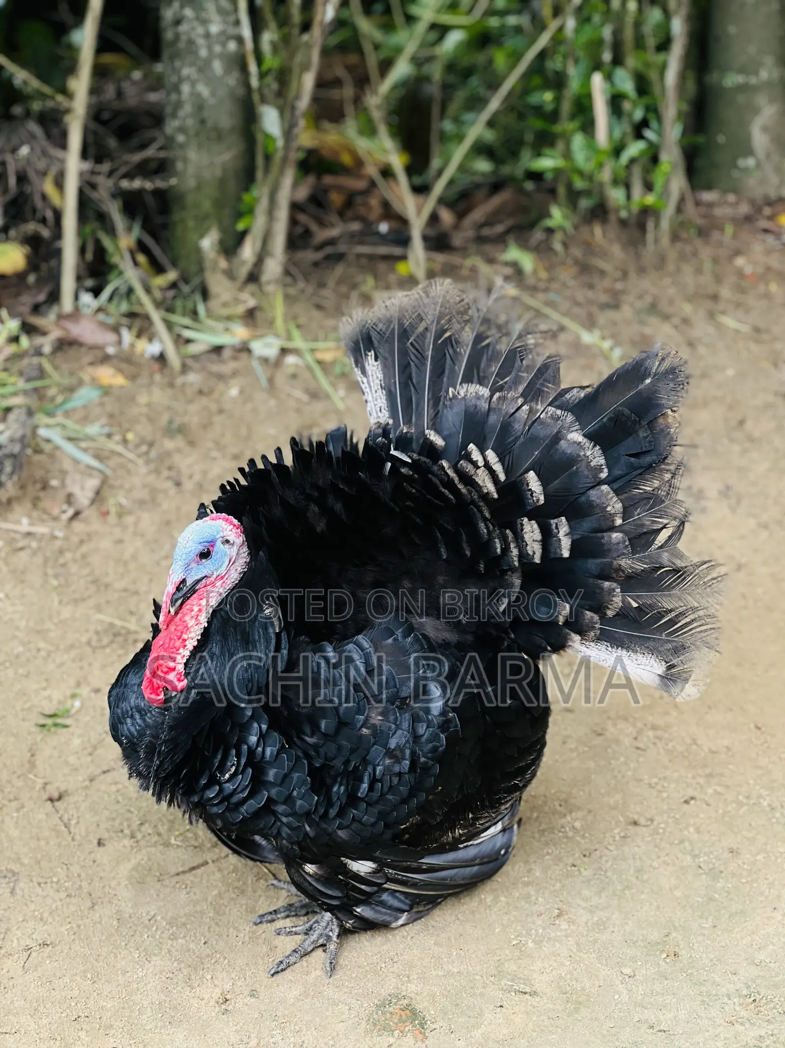 টার্কি মোরগী Male Female