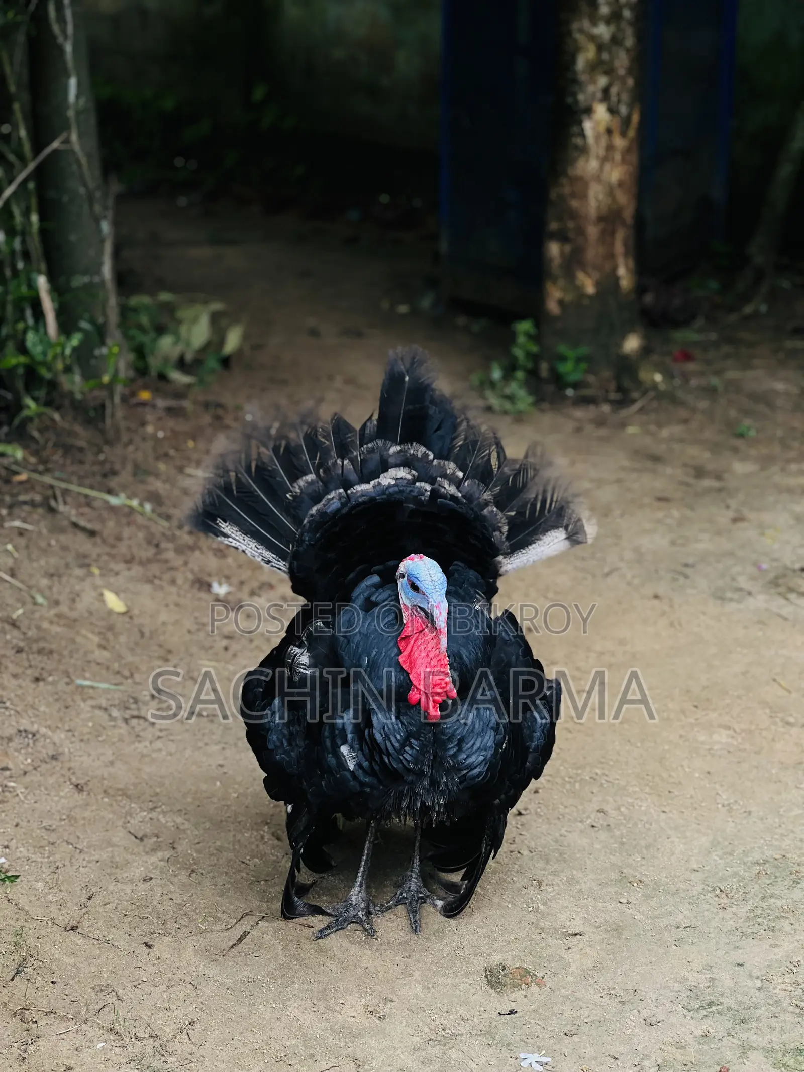 টার্কি মোরগী Male Female