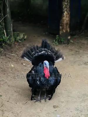 টার্কি মোরগী Male Female