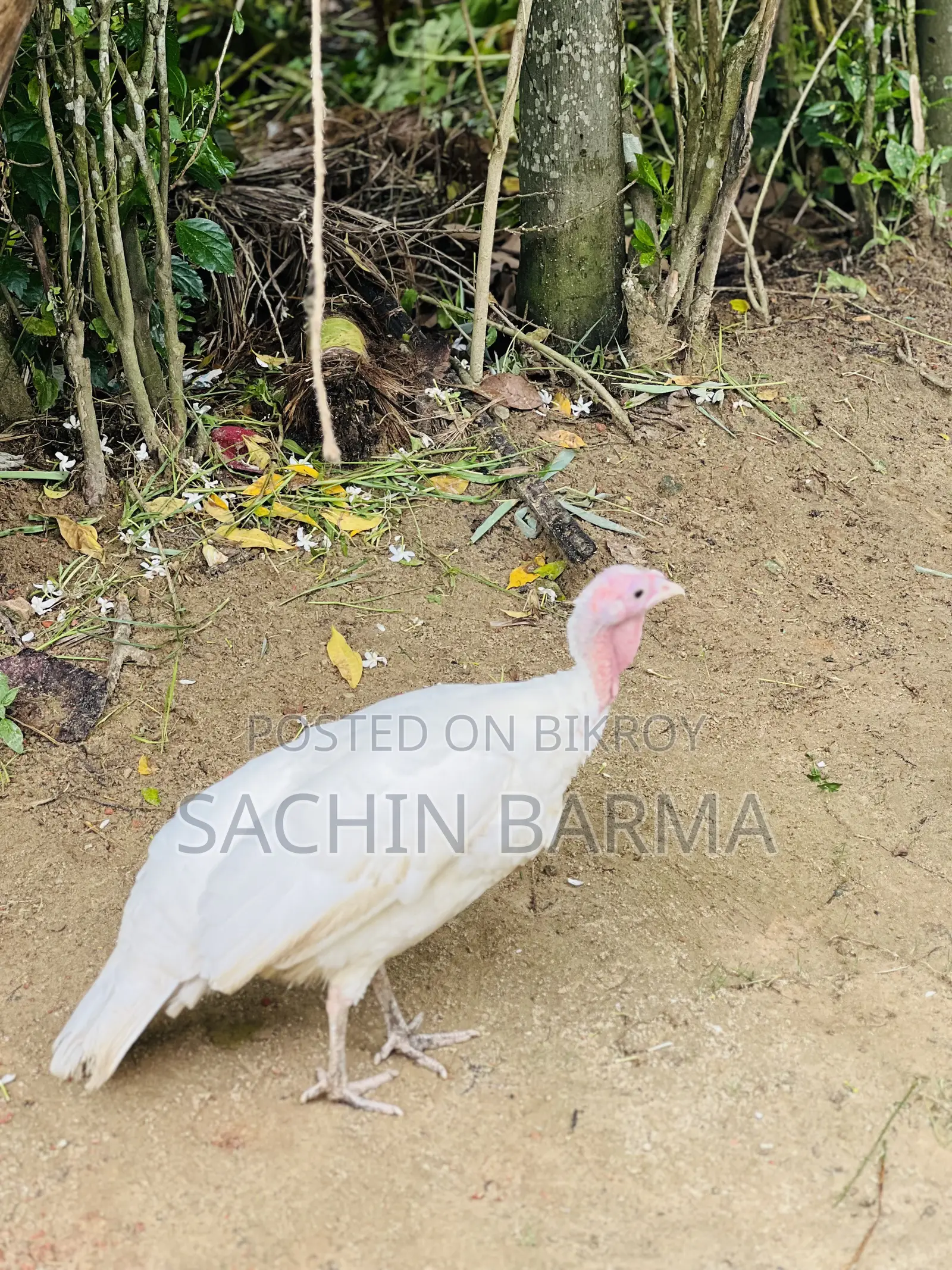 টার্কি মোরগী Male Female