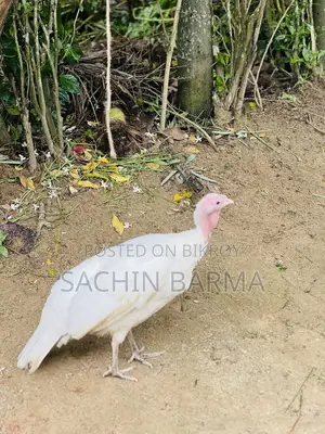 টার্কি মোরগী Male Female