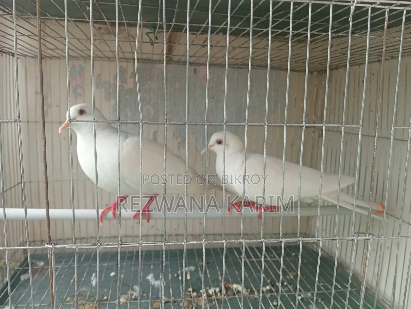 Emergency Sell Dove birds