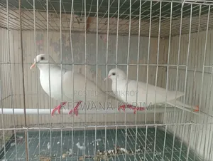 Emergency Sell Dove birds