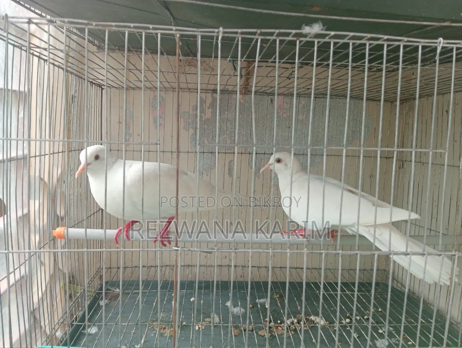 Emergency Sell Dove birds