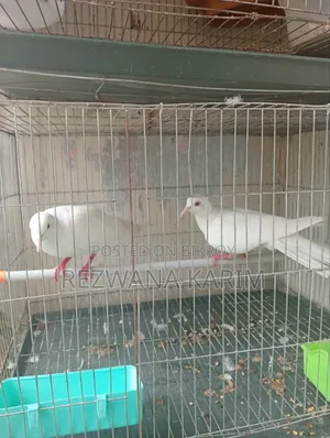 Emergency Sell Dove birds