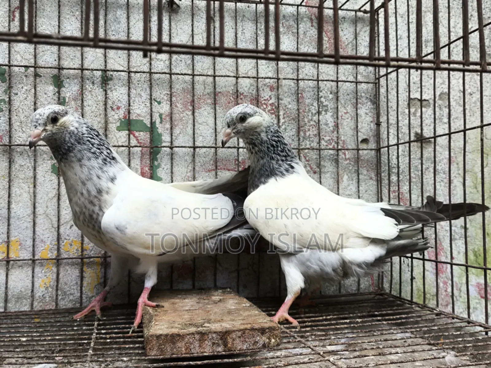 Pigeon/Kobutor