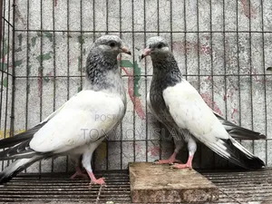 Pigeon/Kobutor