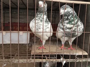 ডিমসহ একজোড়া কবুতর বিক্রয় করা হবে।